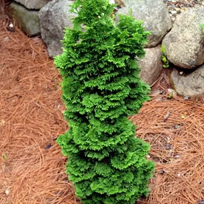 Туя СПИРАЛИС МИНИ западная в Новополоцке