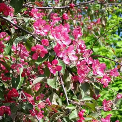 Яблоня КИТАЙКА ДОЛГО декоративная в Новополоцке