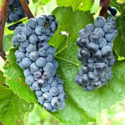 Виноград ВЭЛИАНТ в Новополоцке