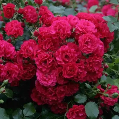 Роза РАДОСТЬ САДОВНИКА (ГАРТЕН ФРОЙДЕ) почвопокровная в Новополоцке