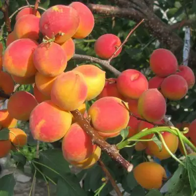 Абрикос РУБИН в Новополоцке