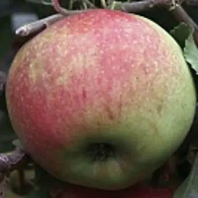 Яблоня СОКОЛОВСКОЕ стелющаяся в Новополоцке