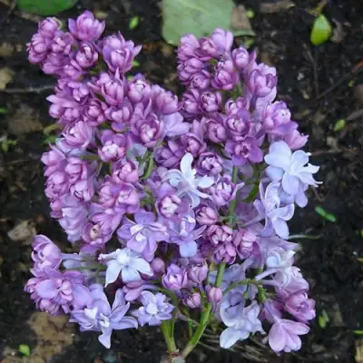 Сирень НАДЕЖДА в Новополоцке