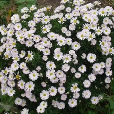 Астра ВАЙС многолетняя в Новополоцке