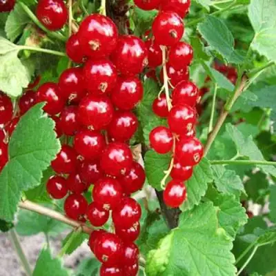 Смородина красная ФЕРТОДИ в Новополоцке