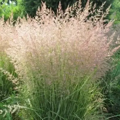 Вейник ОВЕРДАМ остроцветковый в Новополоцке