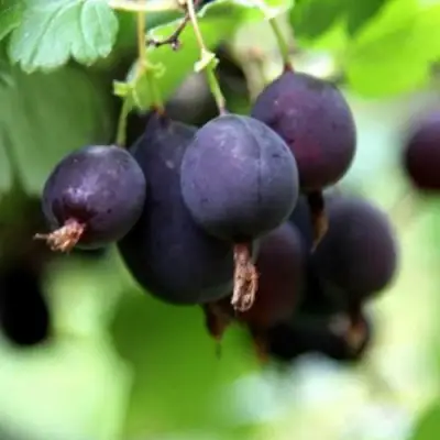 Крыжовник ЧЕРНОМОР в Новополоцке