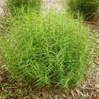 Осока ПАЛЬМОЛИСТНАЯ в Новополоцке