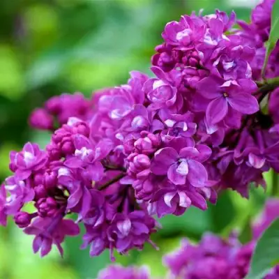 Сирень ОГНИ ДОНБАССА в Новополоцке