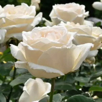 Роза БОИНГ чайно-гибридная в Новополоцке