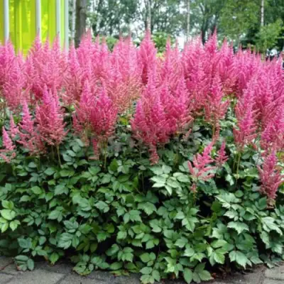 Астильба ВИЖНС ИН ПИНК китайская в Новополоцке