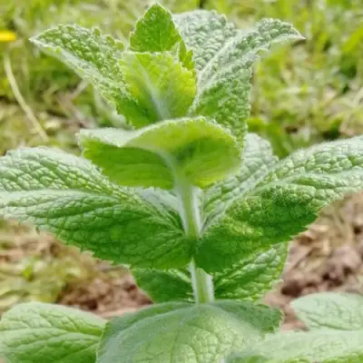 Мята яблочная в Новополоцке