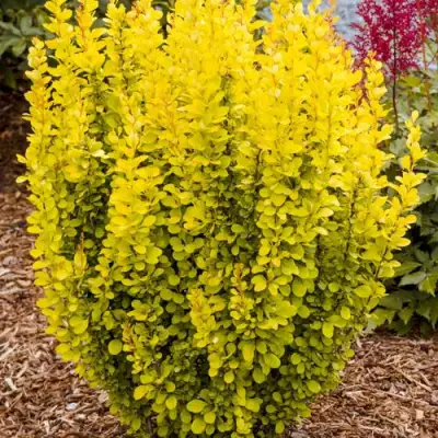 Барбарис ГОЛДЕН ТОРЧ тунберга в Новополоцке