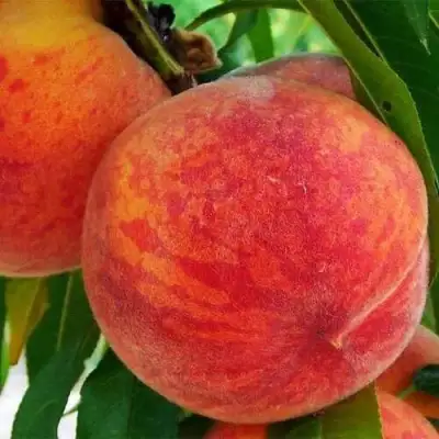 Персик ЗОЛОТОЙ ЮБИЛЕЙ в Новополоцке