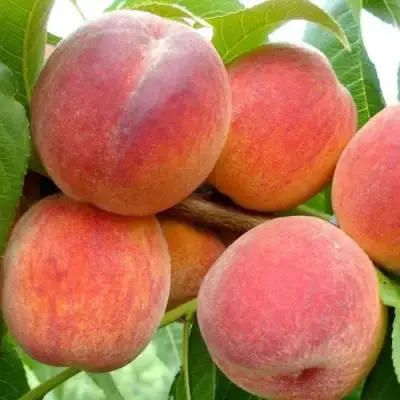 Персик ВАЙН ГОЛД Т3 в Новополоцке