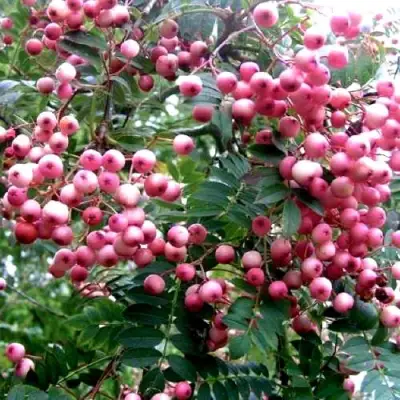 Рябина COREAL сладкоплодная  в Новополоцке