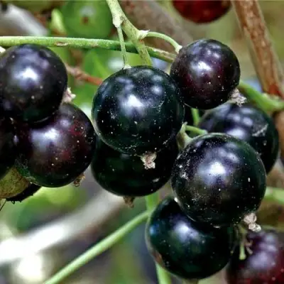 Смородина чёрная ЧЕРЕШНЁВАЯ в Новополоцке
