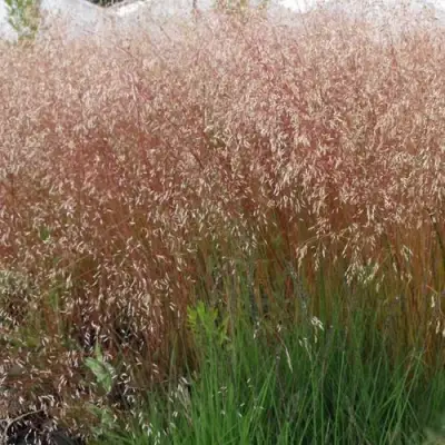 Щучка извилистая в Новополоцке