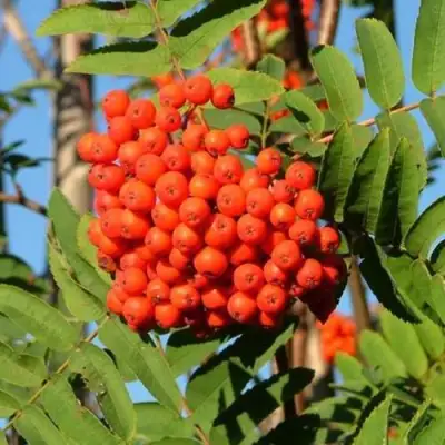 Рябина САХАРНАЯ ПЕТРОВА сладкоплодная в Новополоцке