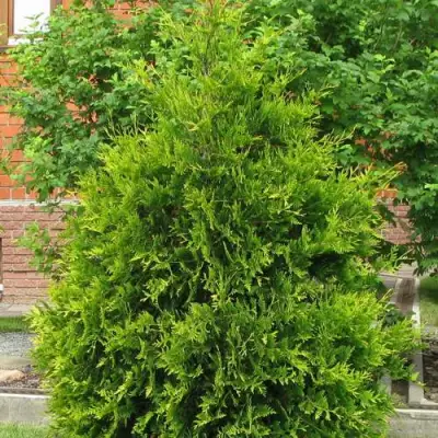 Туя АНЯ (АНИЕ) западная в Новополоцке