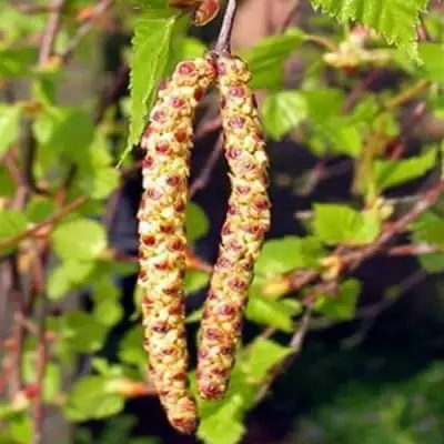 Береза бородавчатая в Новополоцке