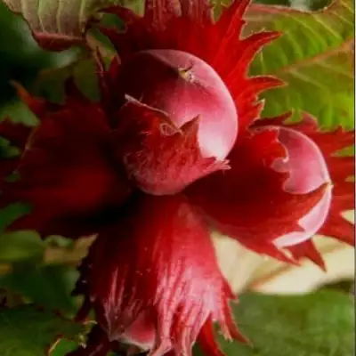 Фундук БАГРЯНЕЦ в Новополоцке