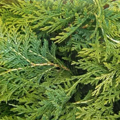 Кипарисовик ЭЛВУДИ ЭМПАЙР лавсона в Новополоцке