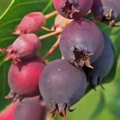 Ирга MANDAN в Новополоцке