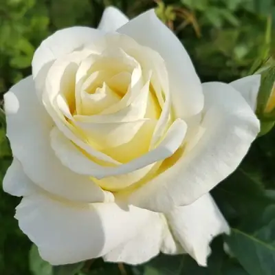 Роза МОНДИАЛЬ чайно-гибридная в Новополоцке