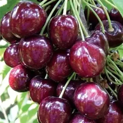 Черешня СИЛЬВИЯ колоновидная в Новополоцке