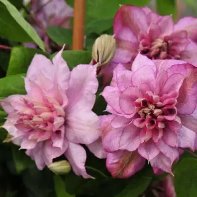 Клематис ИННОСЕНТ ГЛАНС в Новополоцке