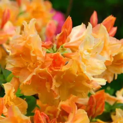 Азалия ЧАРДАШ листопадная в Новополоцке