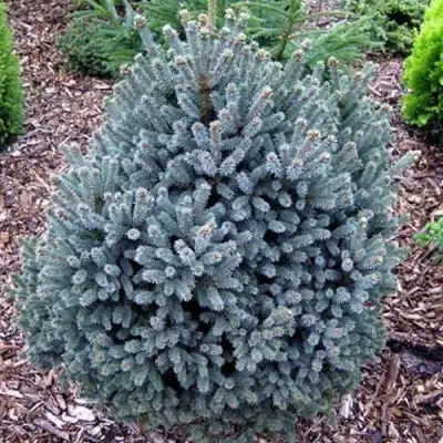 Ель НАНА сизая в Новополоцке