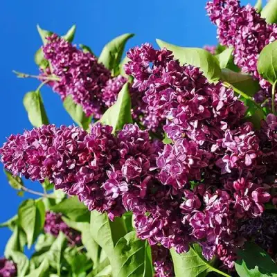 Сирень ЧАРЛЬЗ ДЖОЛИ в Новополоцке