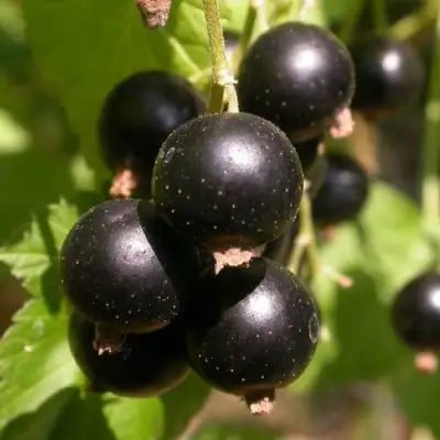 Смородина чёрная БИНАР в Новополоцке