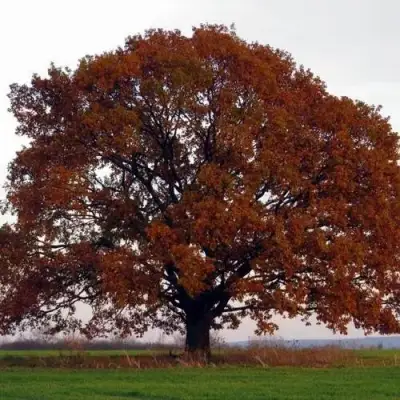 Дуб скальный в Новополоцке