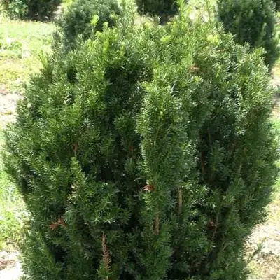 Тис ХИКСИ средний в Новополоцке