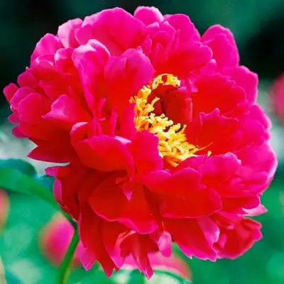 Пион ХРАБРЫЙ ВОИН травянистый в Новополоцке