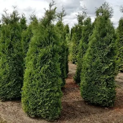 Туя ХОЛМСТРУП западная в Новополоцке