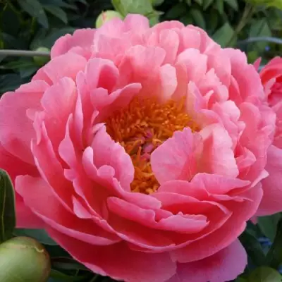 Пион КОРАЛ САНСЕТ травянистый в Новополоцке