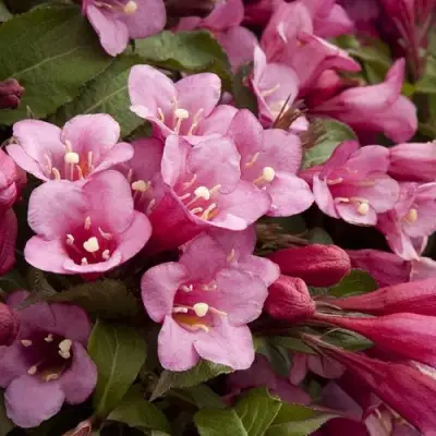 Вейгела ФЛОРИДА в Новополоцке