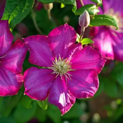 Клематис КАРМЕНСИТА в Новополоцке