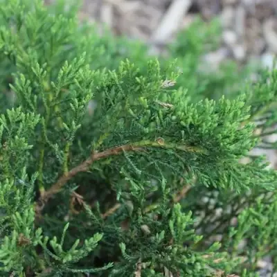 Можжевельник РОКЕРИ ДЖЕМ казацкий  в Новополоцке