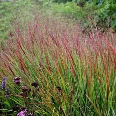 Просо РЕБРАУН прутьевидное в Новополоцке