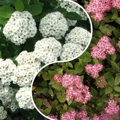 Комплект ТАЛАНТЛИВЫЙ САДОВОД в Новополоцке