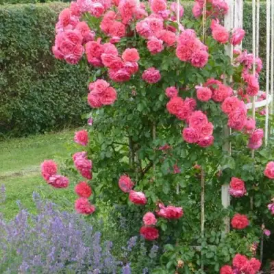 Роза РОЗАРИУМ ЮТЕРСОН плетистая в Новополоцке