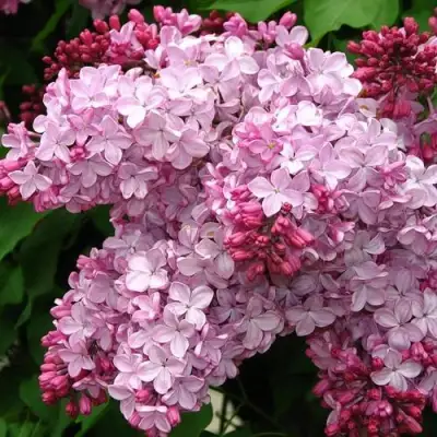 Сирень ЭСТЕР СТЕЙЛИ в Новополоцке