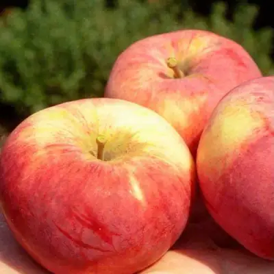 Яблоня ОРЛОВИМ в Новополоцке