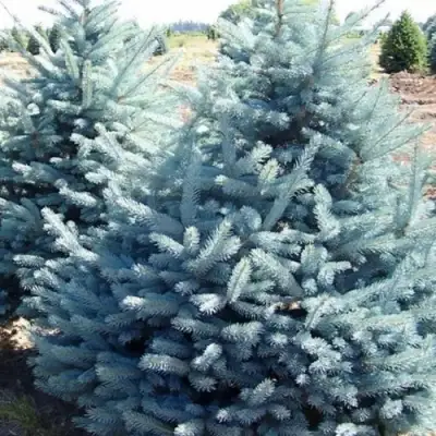 Ель ГЛАУКА колючая в Новополоцке