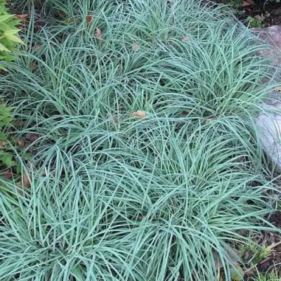 Осока БЛЮ ЗИНГЕР в Новополоцке